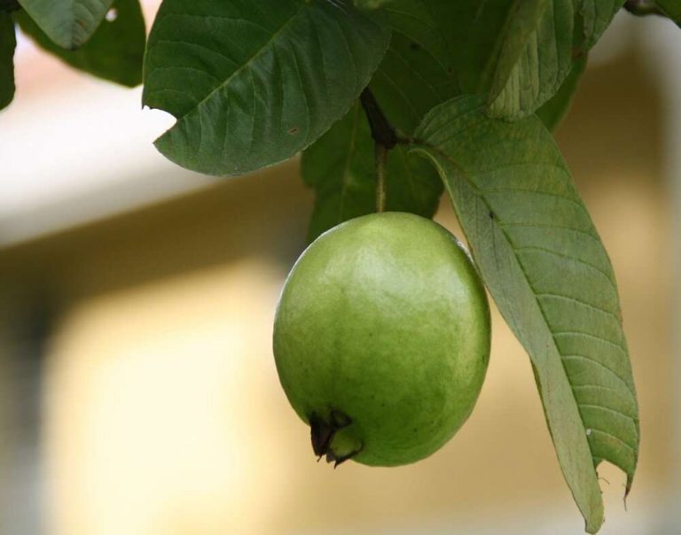 अमरूद (Guava)